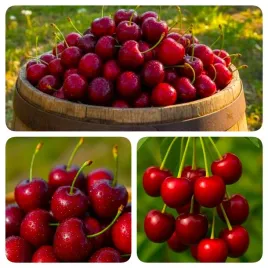 wisnia-pandy-deserowa-i-na-soki-sadzonki-60-90-cm