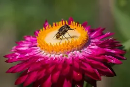 50-x-kocanka-ogrodowa-xerochrysum-bracteatum