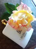 trussardi-donna-2011-edp-100ml-oryginal-stan-nowy