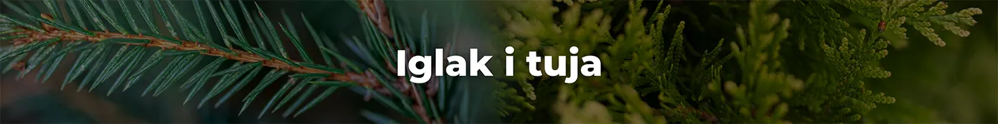 banert iglak_Target