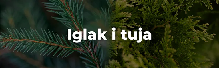 banert iglak_Target