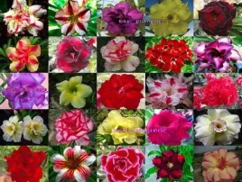 zestaw-startowy-do-uprawy-adenium-roza-pustyni