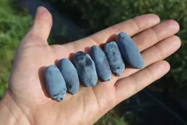 szkolka-jagoda-kamczacka-zestaw-kanadyjskich-odmian