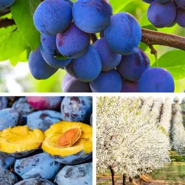 sadzonki-drzewka-owocowe-sliwa-wegierka-zwykla-samopylna-odmiana