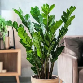 zamioculcas-zamiifolia-pancerny-zamiokulkas-zamiolistny-duzy-zelazny-gesty