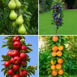 zestaw-drzewek-kolumnowych-grusza-jablon-sliwa-morela-drzewka-owocowe