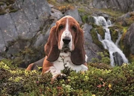 puzzle-1000-elementow-high-quality-collection-beagle-stan-nowy