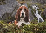 puzzle-1000-elementow-high-quality-collection-beagle-stan-nowy