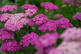 krwawnik-pospolity-sadzonka-pretty-belinda-rozowy-c1-5-powtarza-kwitnienie