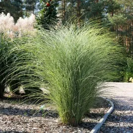 miskant-chinski-morning-light-duzy-c2-srebrne-liscie-zywoplot-szpaler