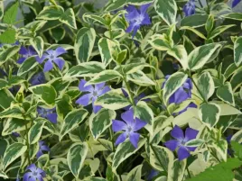 barwinek-variegata-pospolity-sadzonka-p11-dwubarwne-liscie-fioletowy-kwiat