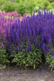 szalwia-omszona-fioletowa-noche-w-doniczce-p11-do-ogrodu-na-taras