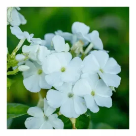 floks-wiechowaty-bialy-flame-pro-white-w-doniczce-p11-dlugo-kwitnie-taras