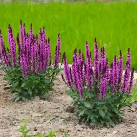 szalwia-omszona-rozowa-midnight-rose-sadzonka-w-p11-bylina-rzadka-odmiana