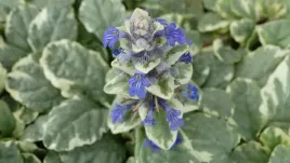 dabrowka-rozlogowa-sadzonka-variegata-p11-1l-ajuga-reptans-okrywowa