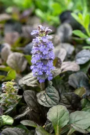 dabrowka-rozlogowa-atropurpurea-sadzonka-p11-1l-fioletowa-ajuga-reptans