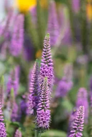 przetacznik-klosowy-sadzonki-first-match-p11-fioletowy-do-ogrodu-na-taras