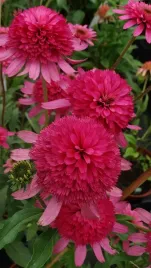 jezowka-pelna-rozowa-southern-belle-w-donicy-c1-5-do-ogrodu-na-taras