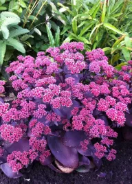 rozchodnik-okazaly-fioletowy-oriental-dancer-doniczka-c1-5-skalniak-taras