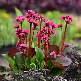 bergenia-sadzonki-rozowa-sercolistna-vintage-blush-duze-c1-5-do-ogrodu