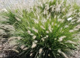 rozplenica-japonska-hameln-sadzonka-duza-c1-5-70cm-kremowe-kwiatostany-lato