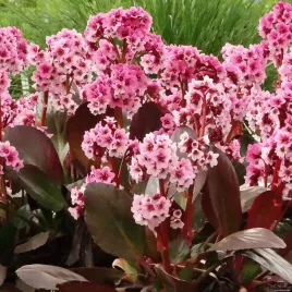 bergenia-sercowata-pink-dragonfy-rozowa-sadzonka-doniczka-c1-5-zimozielona