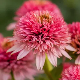 jezowka-pelna-butterfly-kisses-rozowa-bylina-w-doniczce-p11-do-ogrodu-taras