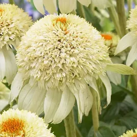 jezowka-biala-milkshake-w-doniczce-p11-pelne-kwiaty-wieloletnia-na-taras