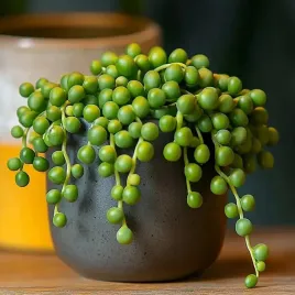 senecio-rowleyanus-zielony-sznur-korali-niespotykany-starzec-zwisajacy