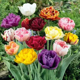 tulipan-polski-pelny-mieszanka-mix-25-szt-tulipany-cebulki-cebule