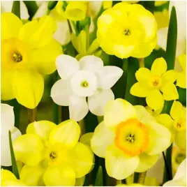 narcyz-zestaw-mix-botaniczny-cebulki-50-szt-gratis