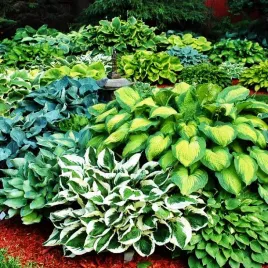 hosta-funkia-ogrodowa-mieszanka-mix-5-szt-sadzonka-klacze
