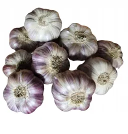 czosnek-polski-harnas-premium-duze-glowki-65-75cm-1kg-sadzenia