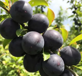 sliwa-japonska-czarna-sadzonka-mrozoodporna-smaczne-owoce