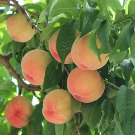 brzoskwinia-harnas-samopylna-mrozoodporna-drzewko-owocowe-sadzonka