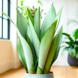 sansevieria-moonshine-ksiezycowa-pieknosc-sansewieria-wytrzymaly