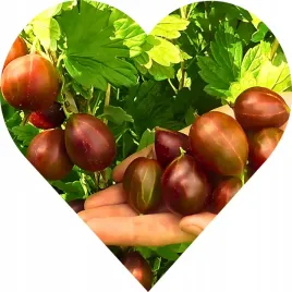 agrest-gigant-olbrzymi-czerwony-kolos-w-twoim-ogrodzie-krzew