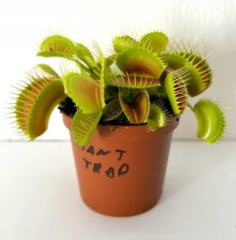 dorosla-mucholowka-odm-giant-trap-w-doniczce