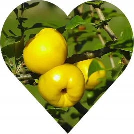 pigwowiec-gigant-naturalnie-kwasny-idealny-na-nalewki-dzemy-i