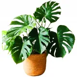 bigos-do-monsterfilodendronowepi-5l-ziemiapodloze-botanic-soil-stan-opakowania-oryginalne