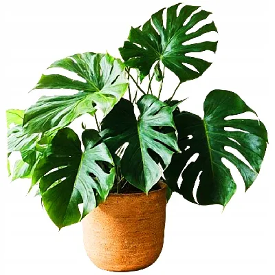 bigos-do-monsterfilodendronowepi-5l-ziemiapodloze-botanic-soil