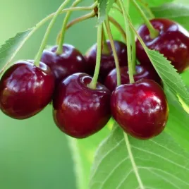 wisnia-lutowka-smaczne-owoce-stara-odmiana