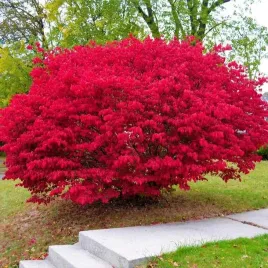 trzmielina-oskrzydlona-piekny-plonacy-czerwony-krzew-odporna-sadzonka