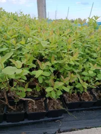 jagoda-kamczacka-najlepiej-owocujacy-zestaw-3x