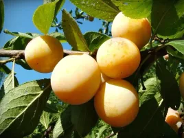 sliwa-renkloda-ulena-smaczny-zolty-owoc