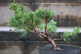 jalowiec-chinski-shimpaku-juniperus-chinensis-0065