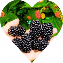 jezyna-bezkolcowa-navaho-silna-roslina-mrozoodporna-owocuje