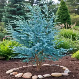 eukaliptus-wieloletnie-niebieskie-drzewo-duze-ladne-sadzonki-w