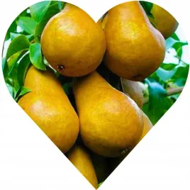 grusza-konferencja-grusza-pod-ktora-planowalo-sie-zycie-i-wagary