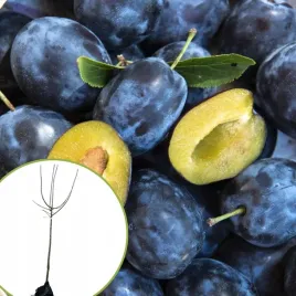 sliwa-wegierka-zwykla-odporna-odmiana-stara-pelna-smaku-bomba-smaku